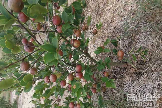 橫瀝油（yóu）茶樹種植