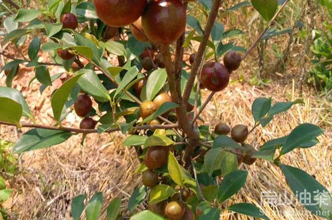 嶽（yuè）陽油茶基地