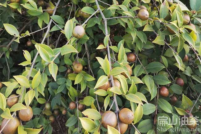 湖北油茶種植