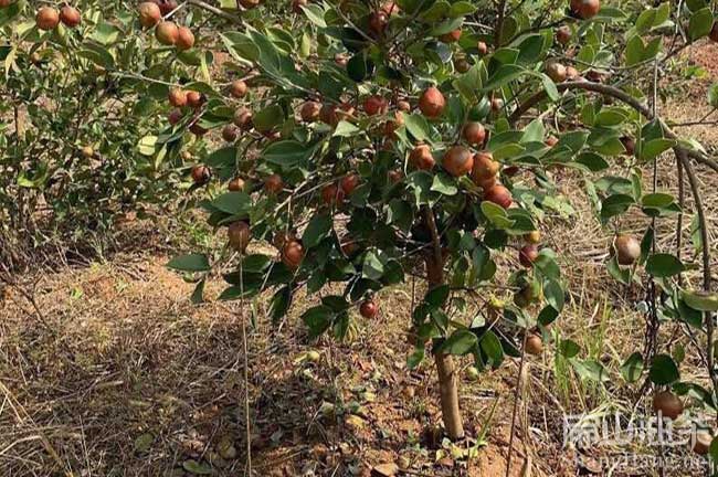 江西（xī）油茶種植品種