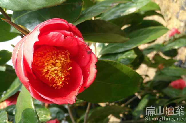 永靖紅花（huā）油茶基地