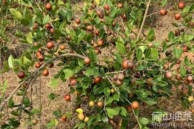 防城港長林（lín）油茶樹（shù）