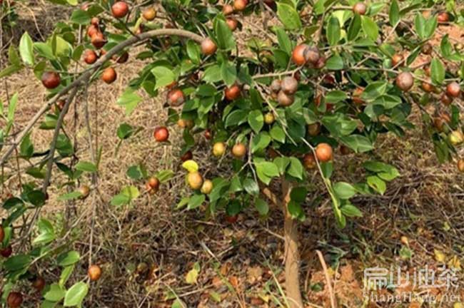 安溪高產油茶苗（miáo）