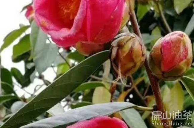 岑溪（xī）大紅花油茶樹