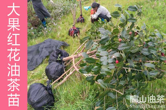 石城紅花大果油茶（chá）苗