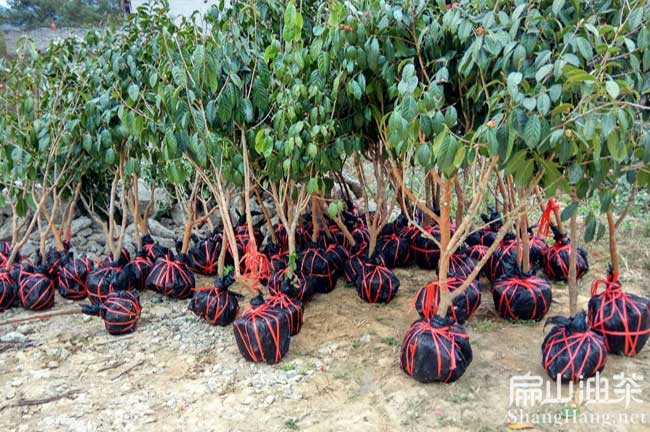 廣西紅花大果油茶樹