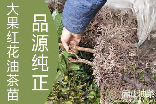 大果茶樹種（zhǒng）植