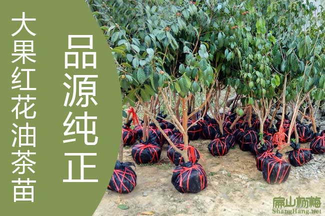 大（dà）果油茶種植技術