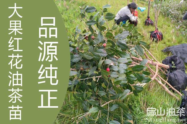 方案大果紅花油茶（chá）樹苗