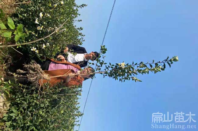 恭城油茶種植