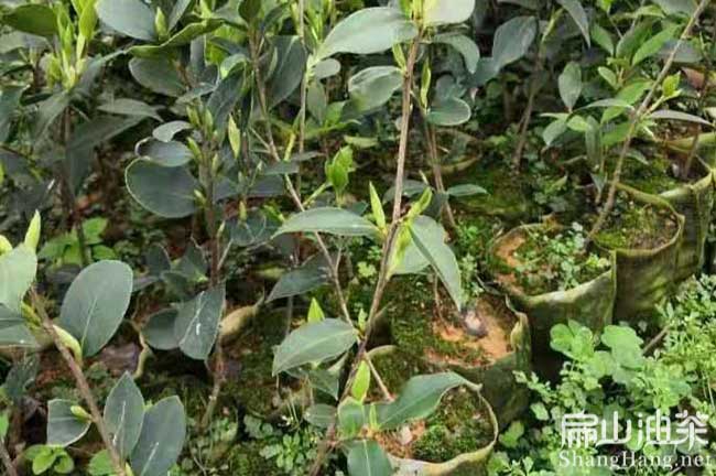 寧德長林（lín）油茶苗