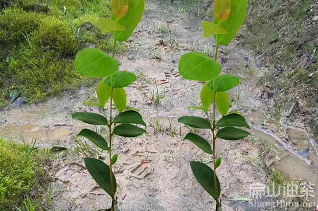 懷化茶籽樹種植