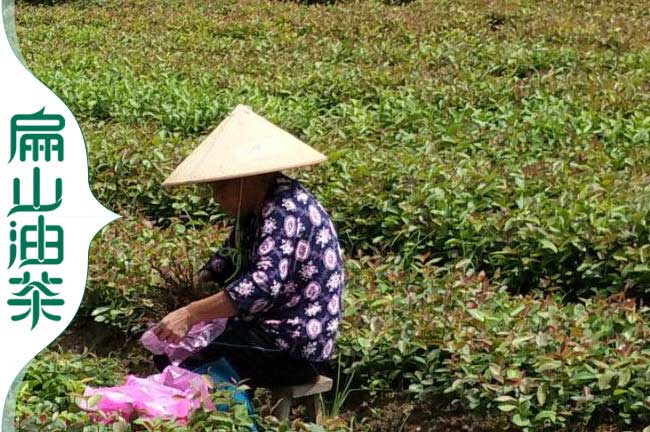 容縣油（yóu）茶基地