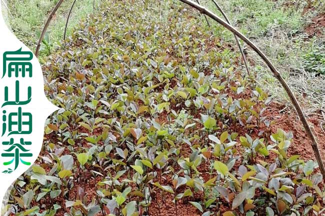 梧州軟枝油茶苗培育