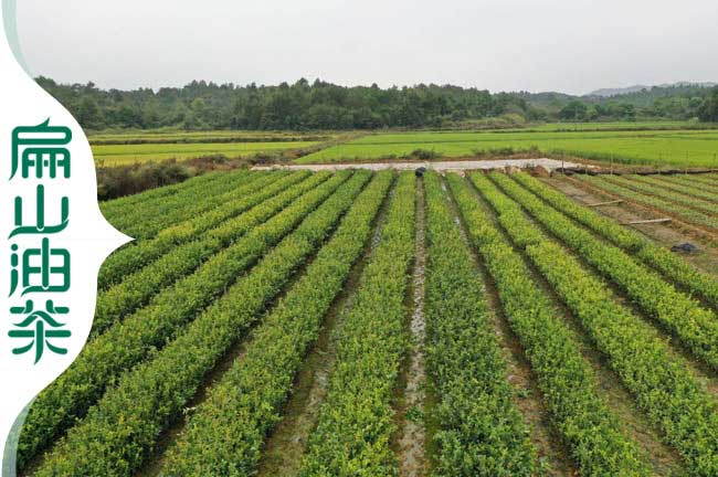 城廂鎮油（yóu）茶種植基地