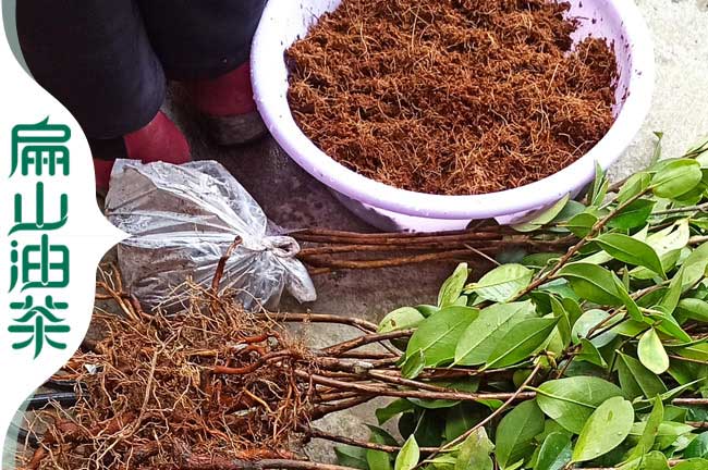 玉林軟枝油茶（chá）苗批發