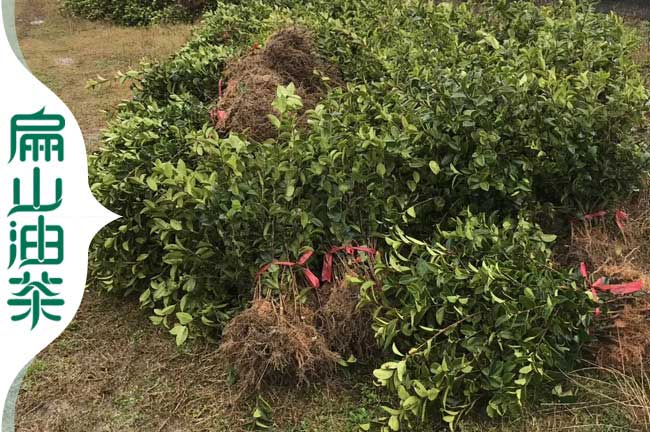 容縣紅花大果油茶苗