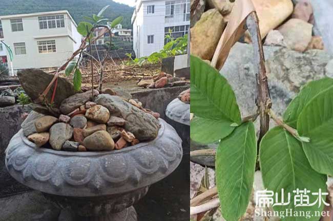 福（fú）州芭樂苗批發