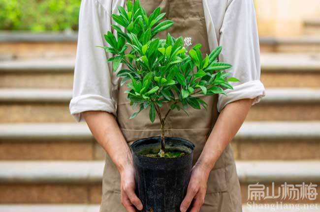 莆（pú）田油茶楊梅苗