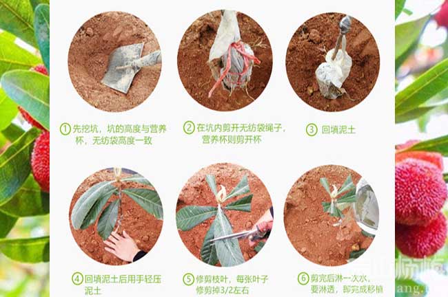 東山大黑炭楊梅苗