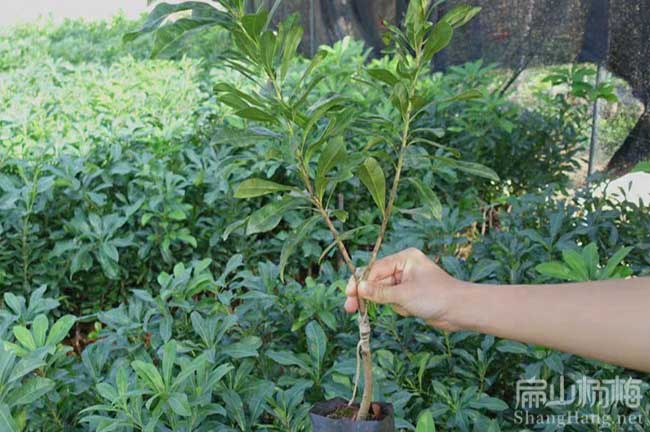 東鳳鎮水（shuǐ）晶楊梅苗