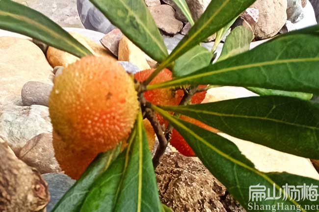 神農架楊梅苗油茶苗水果苗批發種植基（jī）地東魁水晶-扁山（shān）油茶（chá）