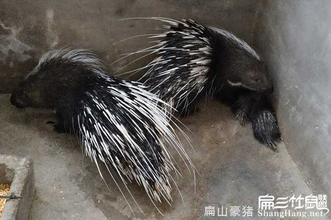 攀枝花肉兔養殖