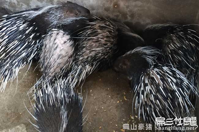 杭州肉兔養殖基地