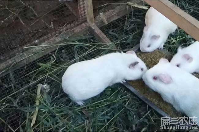 白豚鼠吃什麽飼料