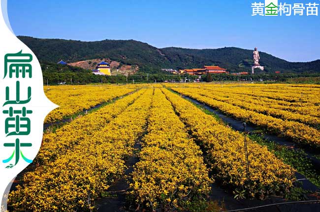 福建黃金枸骨樹苗批發