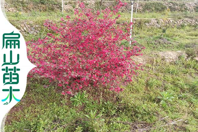 南平紅花繼苗木