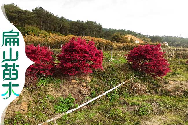 福（fú）建紅繼木苗