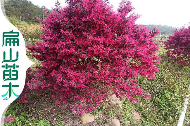 廈門（mén）紅（hóng）花繼木（mù）培育