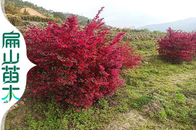 肇慶紅花繼木苗