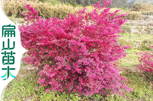 福建（jiàn）紅花繼木種植