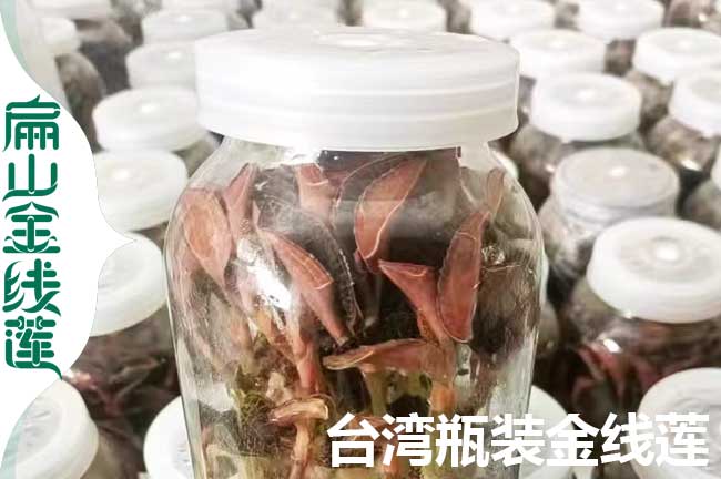 沛縣瓶裝金線（xiàn）蓮苗