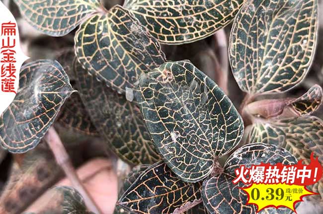 美麗臨滄金線蓮種苗批發價格1元 臨滄金線蓮種植基地幹貨