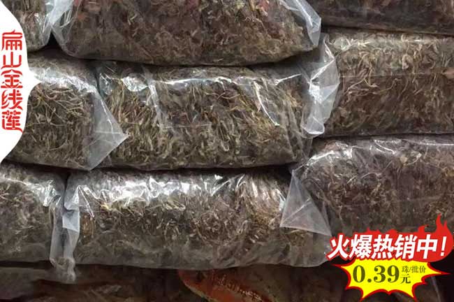 福建金線蓮種苗批發