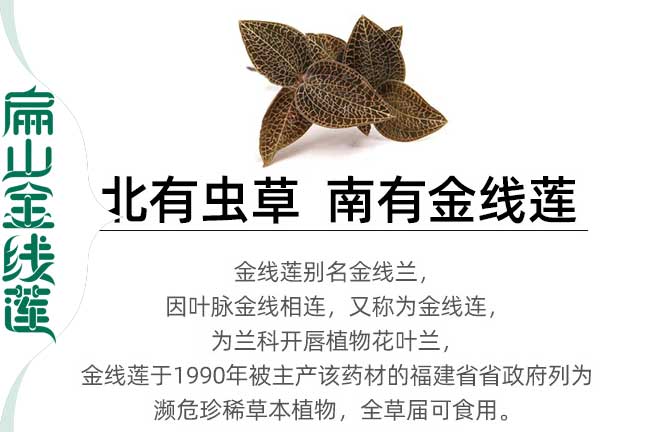 幹貨楚（chǔ）雄金線蓮種植基地 楚雄金線蓮組培馴化苗培育批發（fā）5元