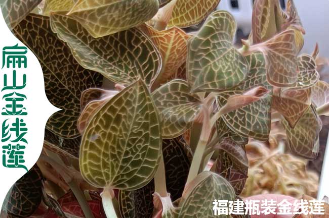 大綿陽南充的金線蓮種植 南充綿陽種苗幹（gàn）貨產業基地批發A元