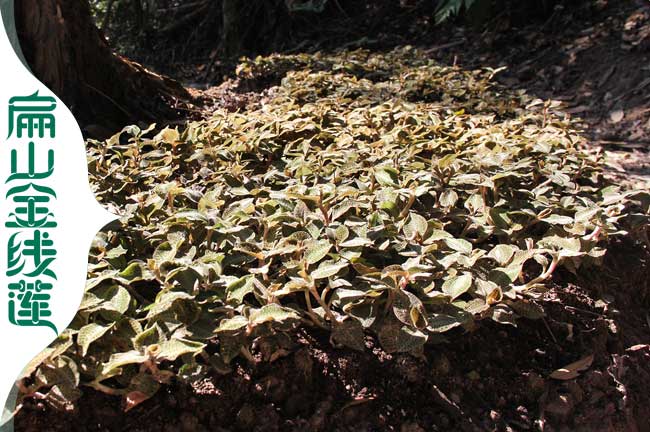 阜陽金線蓮種植基地