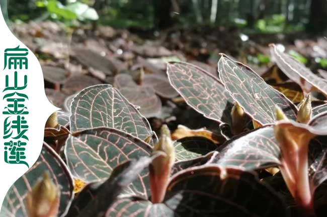 扁山攀枝花的金線蓮種（zhǒng）植基地 林（lín）下仿野生馴（xùn）化（huà）組培苗批發0.6元