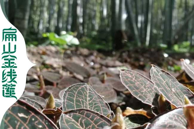 濮陽金線蓮（lián）林下種植