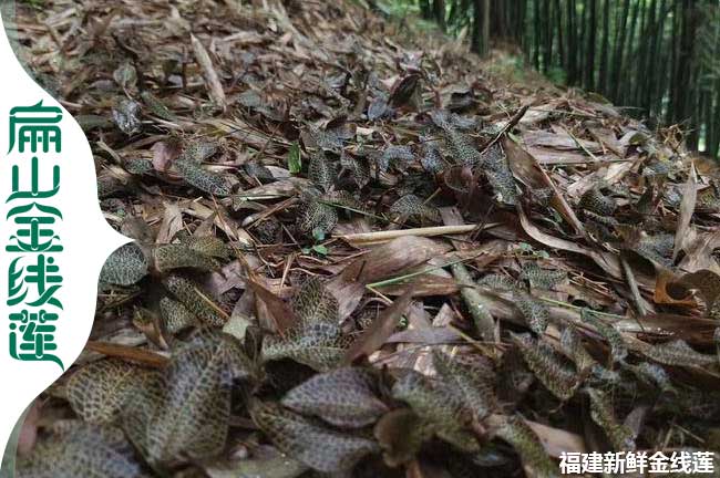 平涼林（lín）下種植金線蓮