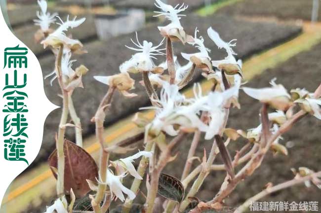 武夷山金（jīn）線蓮（lián）花