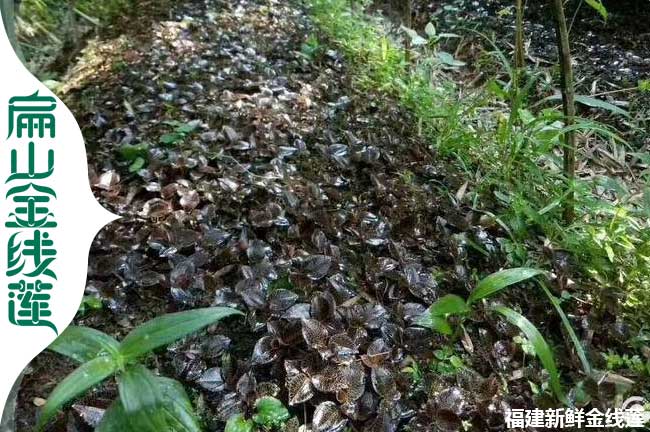 迷人廈門金線蓮種苗（miáo）幹貨（huò）批發 廈門新鮮金線蓮種植基地1元