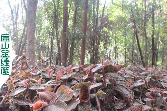 各省金線蓮種植方（fāng）法與林下種植金線蓮特點 陽光溫度濕度