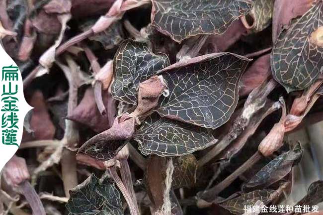 漳州金線蓮幹品