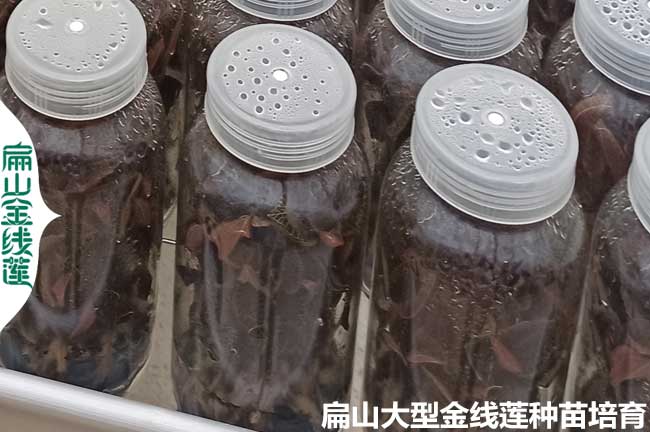 寧德瓶裝金線蓮苗