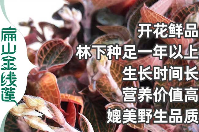 林下（xià）種植金線蓮